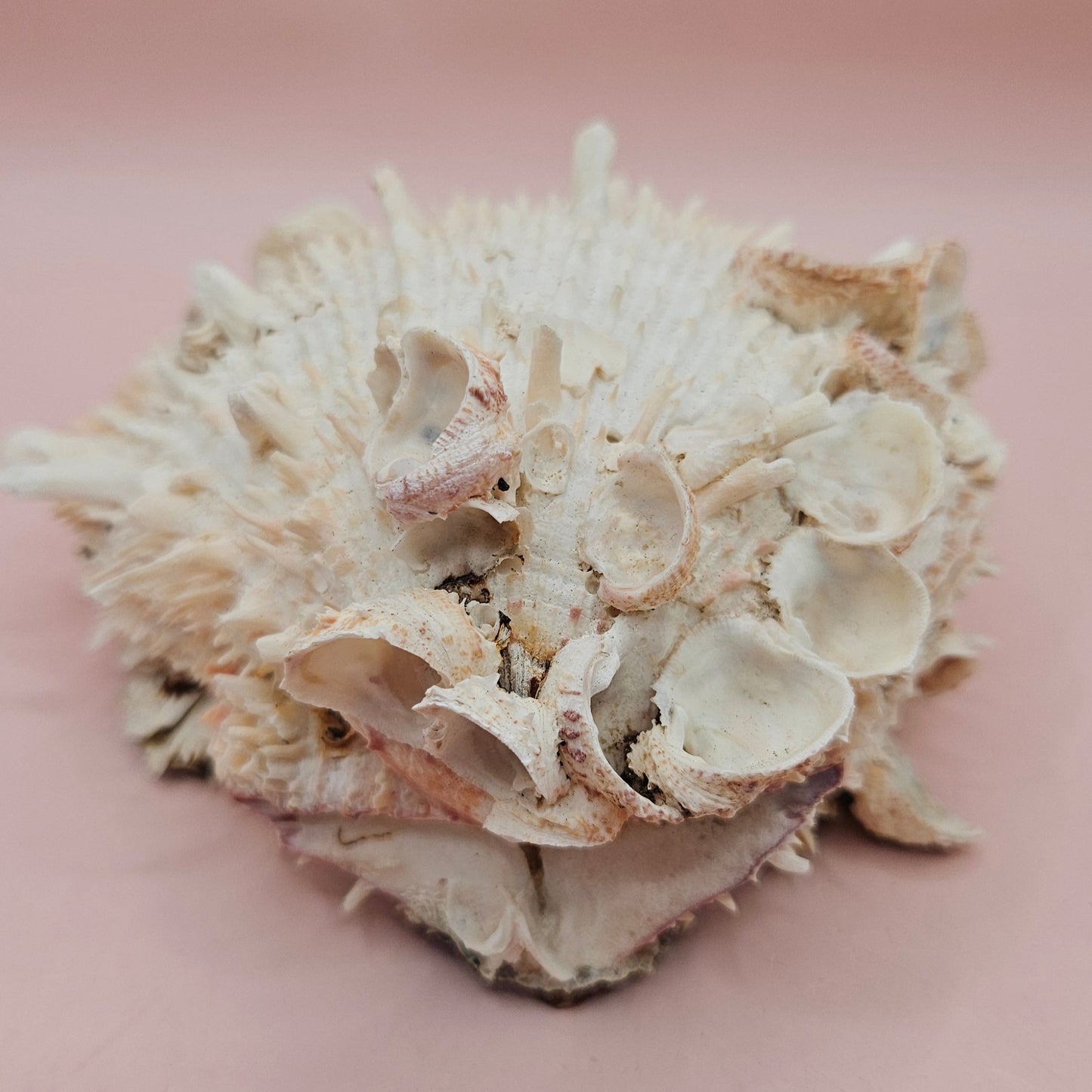 Hinged Cream Spondylus Shell – 4.7" Spiny Thorny Oyster Textured Coastal Display with Barnacles