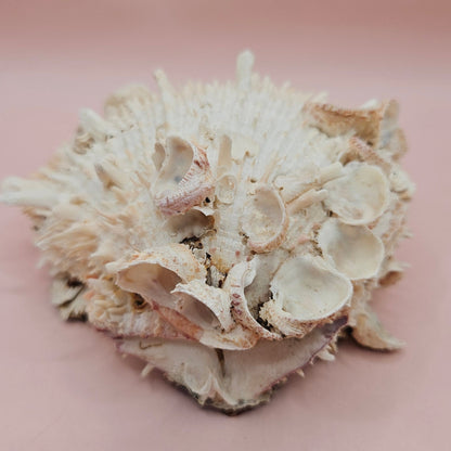 Hinged Cream Spondylus Shell – 4.7" Spiny Thorny Oyster Textured Coastal Display with Barnacles