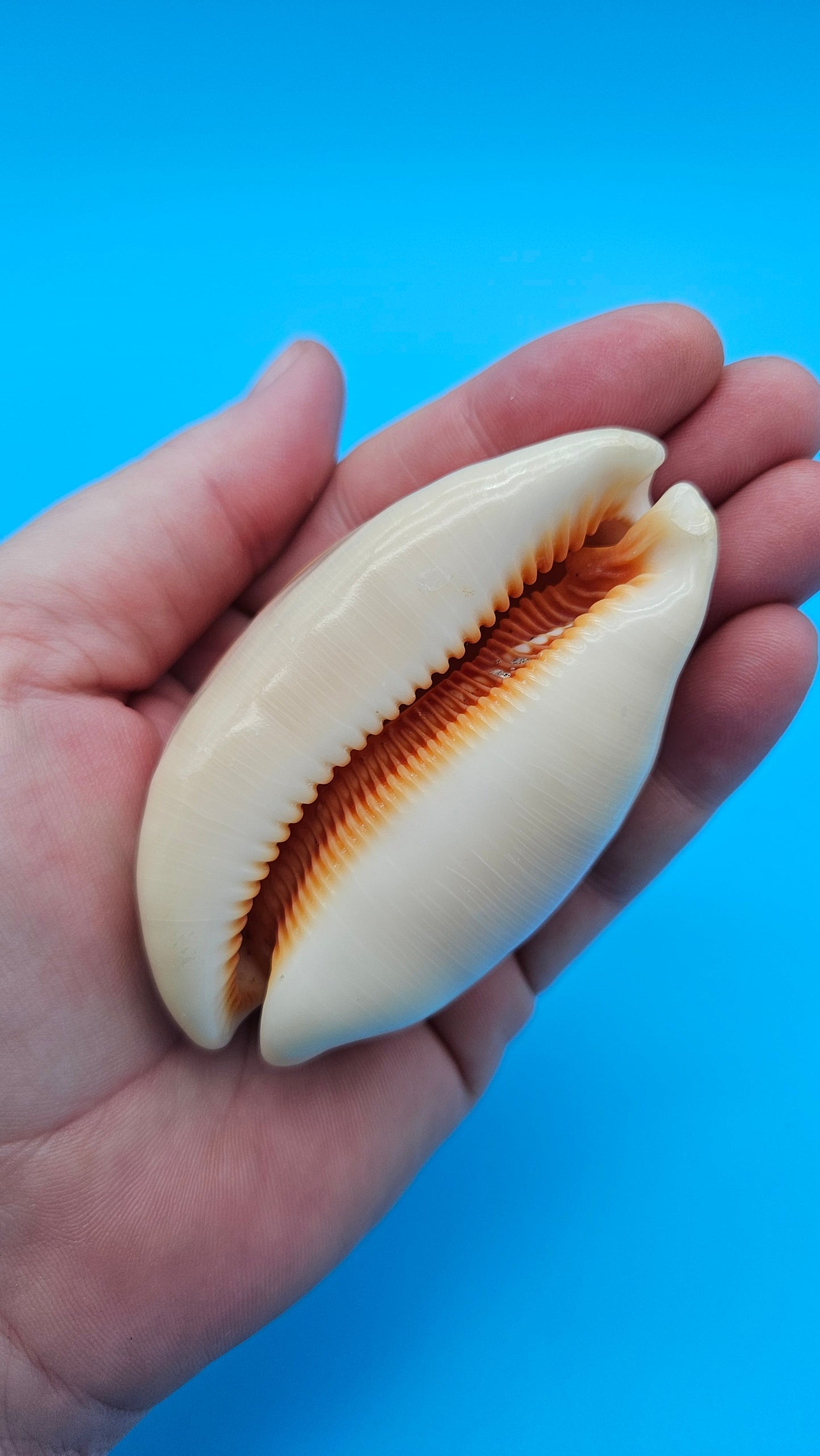 Golden Cowrie Shell – Lyncina aurantium – 3" Display Seashell