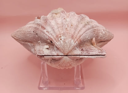 Natural Lion's Paw Seashell Pair – 5.5" x 5.0" – Coastal Display Accent