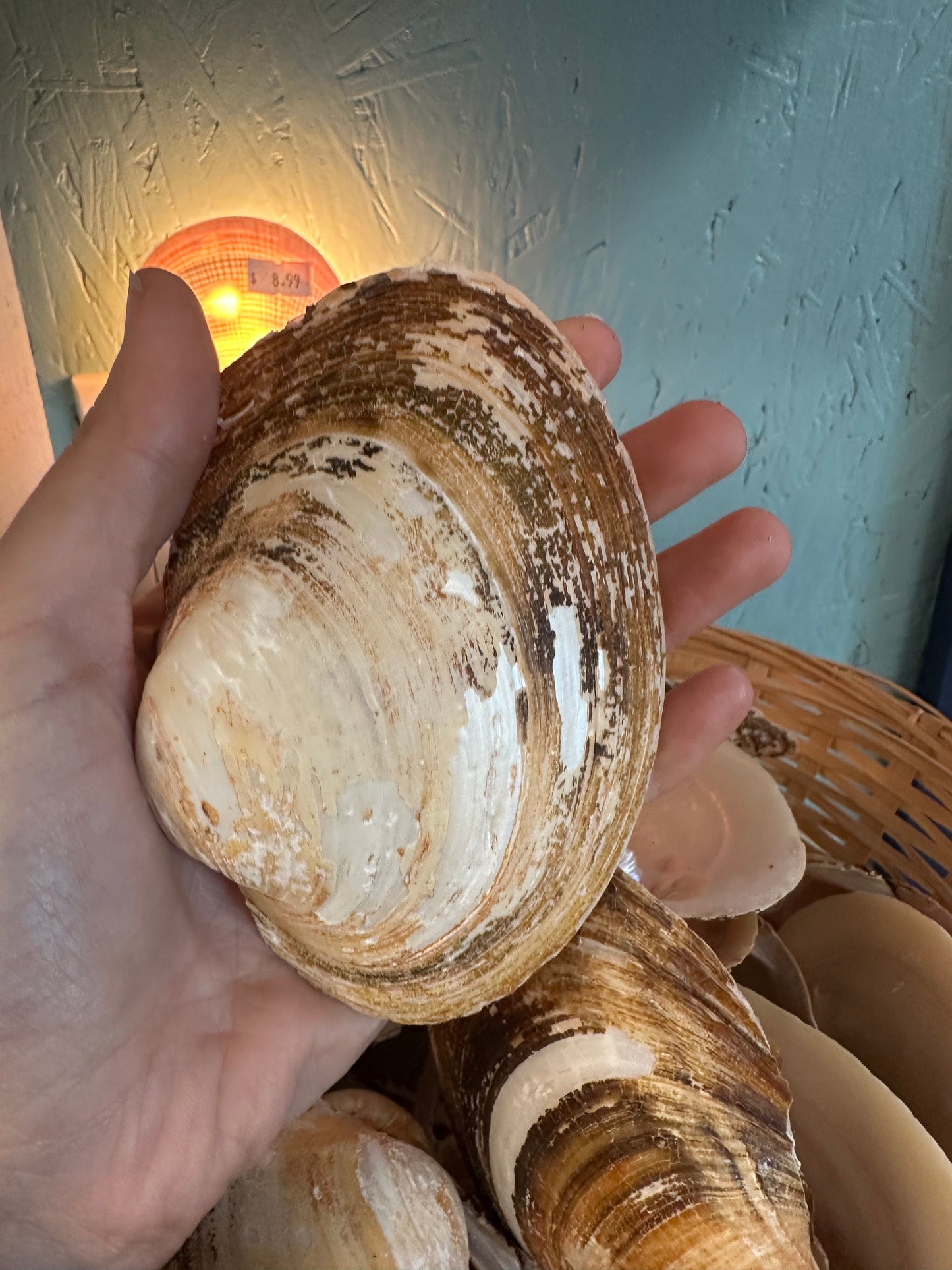 Mexican Pearl River Clam