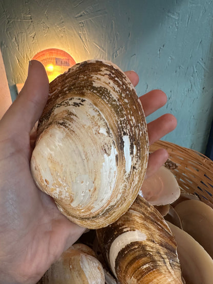 Mexican Pearl River Clam