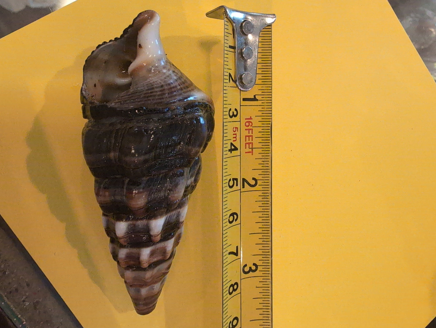 Giant Mangrove Whelk - Terebralia Palustris