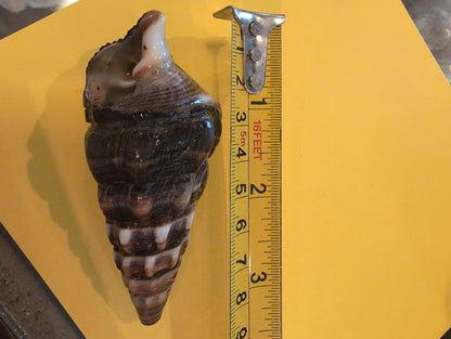 Giant Mangrove Whelk - Terebralia Palustris