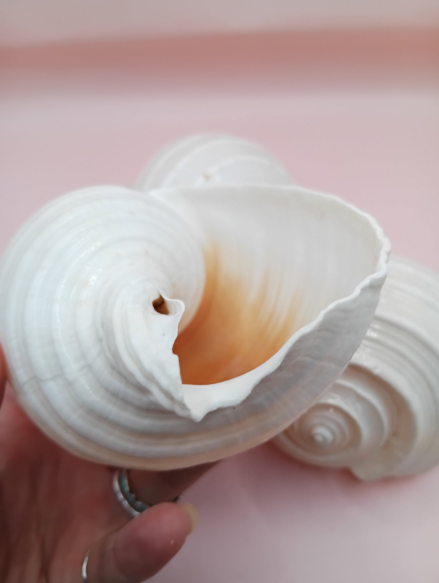 4–5 inch White Tun Shell – Tonna tessellata Natural Sea Shell for Coastal Decor or Crafting