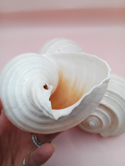 4–5 inch White Tun Shell – Tonna tessellata Natural Sea Shell for Coastal Decor or Crafting