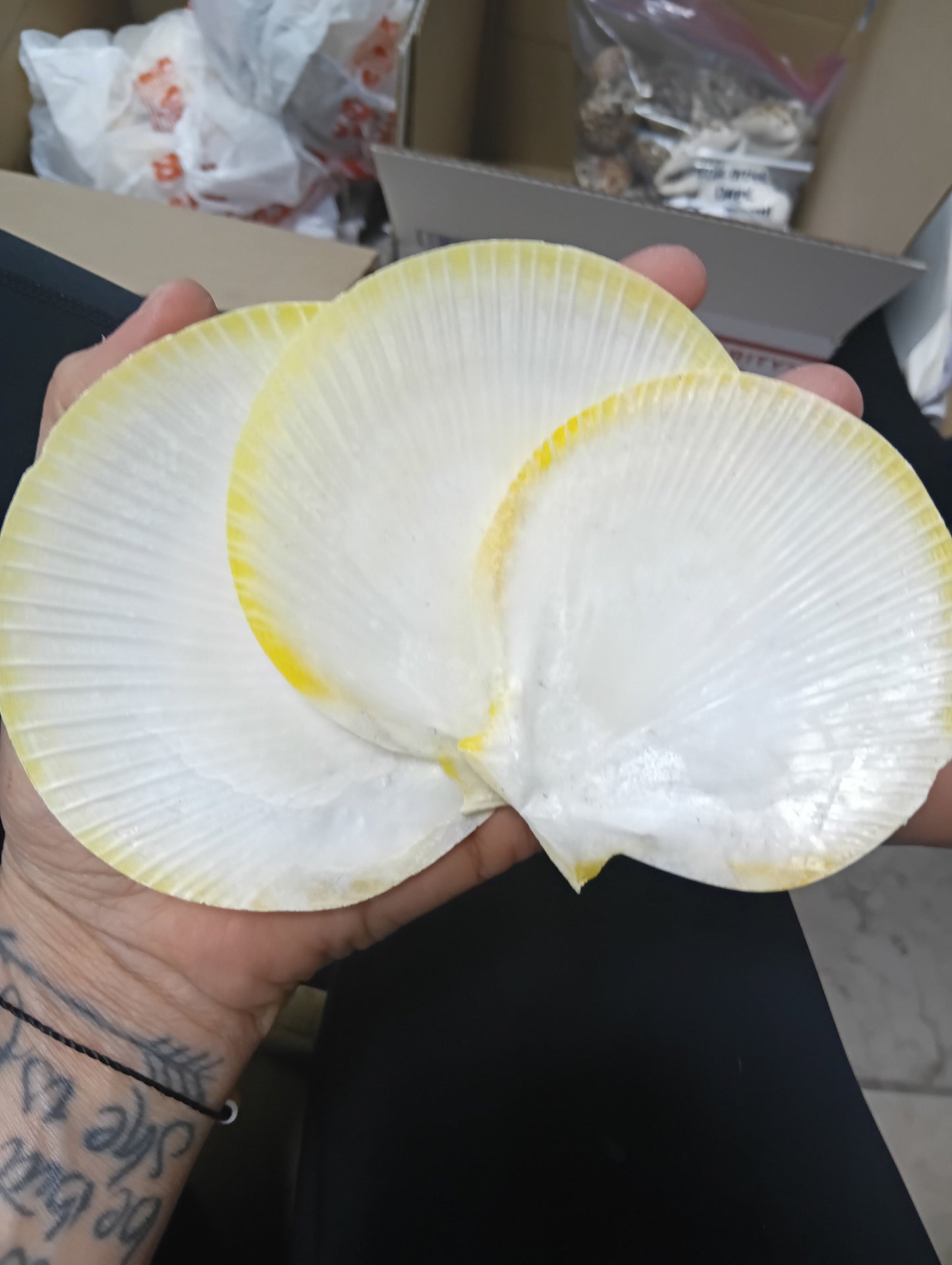 Yellow Asian Sun Moon Scallop