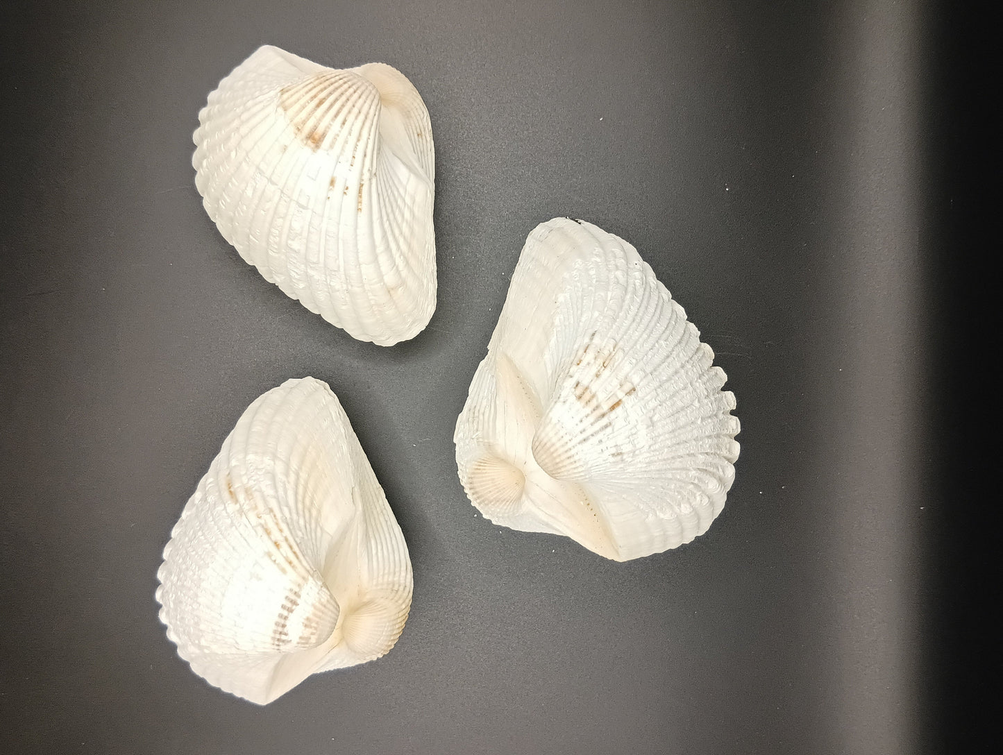 Ark Clam Pair (Telligarca Granosa)