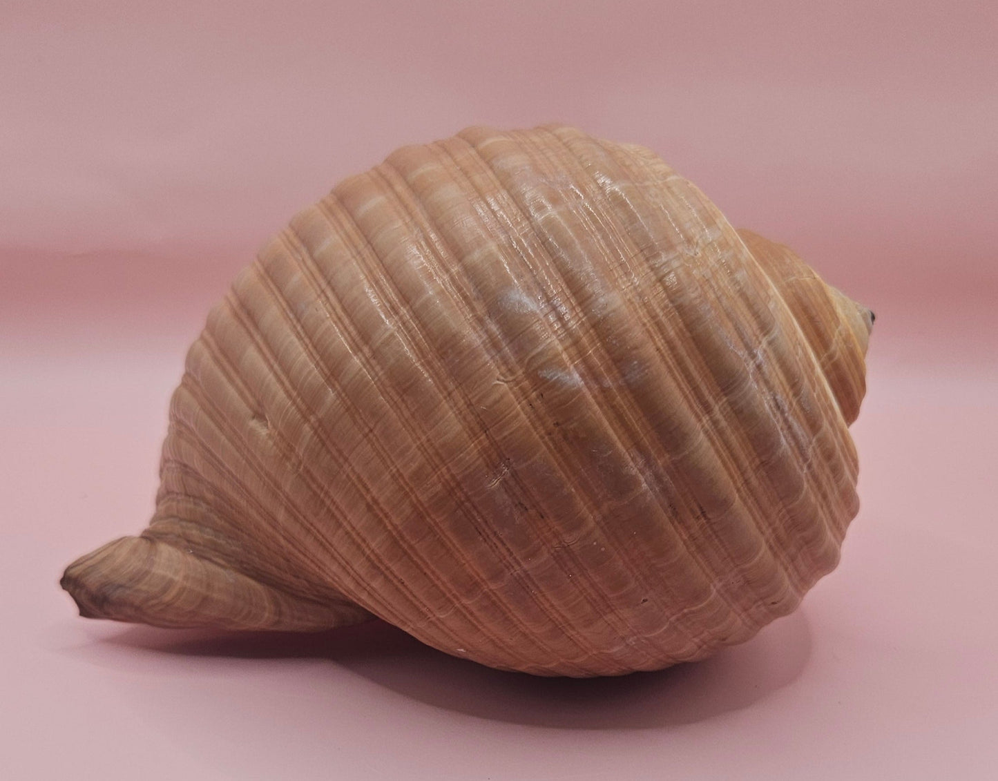 Natural Tonna Shell – 6.75"