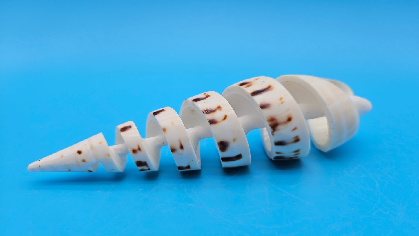 Spiral Cut Marlin Spike Display Shell (Terebra maculata) 6" – Premium Coastal Decor Specimen