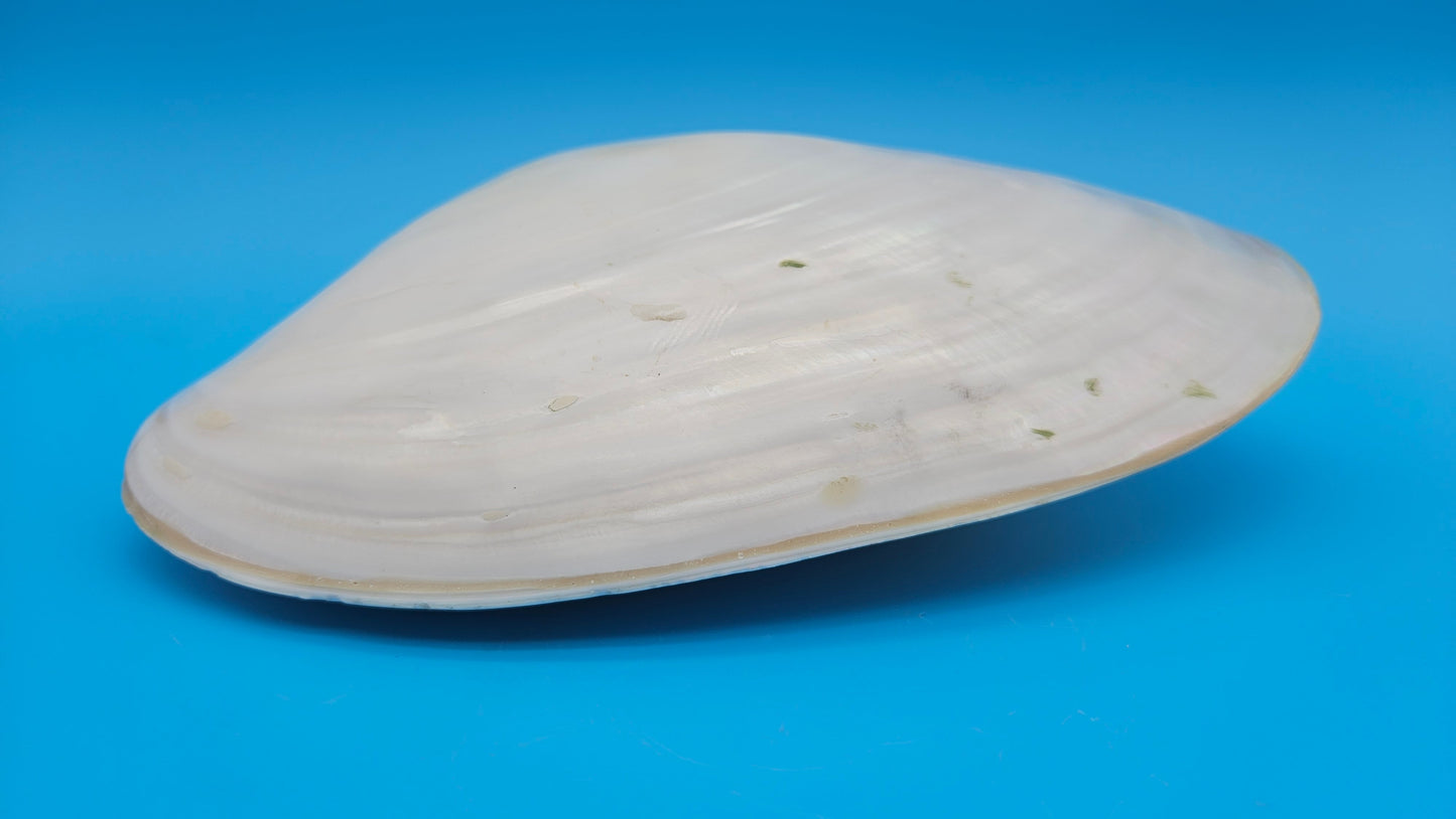 Rainbow Cebu Clam Shell Fused Display 9.75" Polished Iridescent Pastel Pearl White