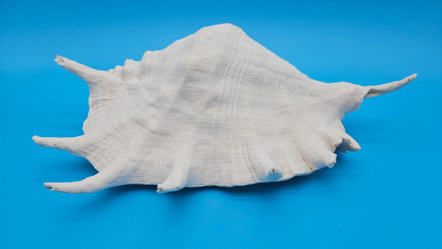 Large White Lambis Truncata Display Shell 11.75"