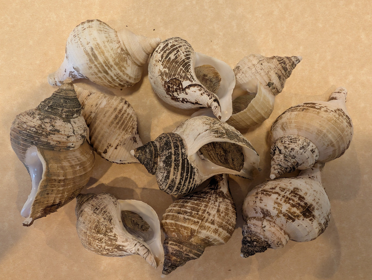 Small Neptune Shell with Documentation & Operculum - Neptunea kuroshio