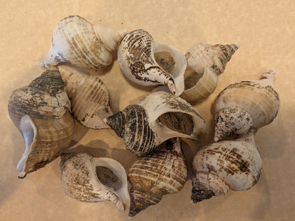 Small Neptune Shell with Documentation & Operculum - Neptunea kuroshio