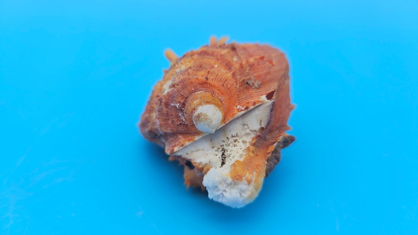 Fused Spiny Spondylus Shell 2.6" – Bright Orange Coastal Display Shell