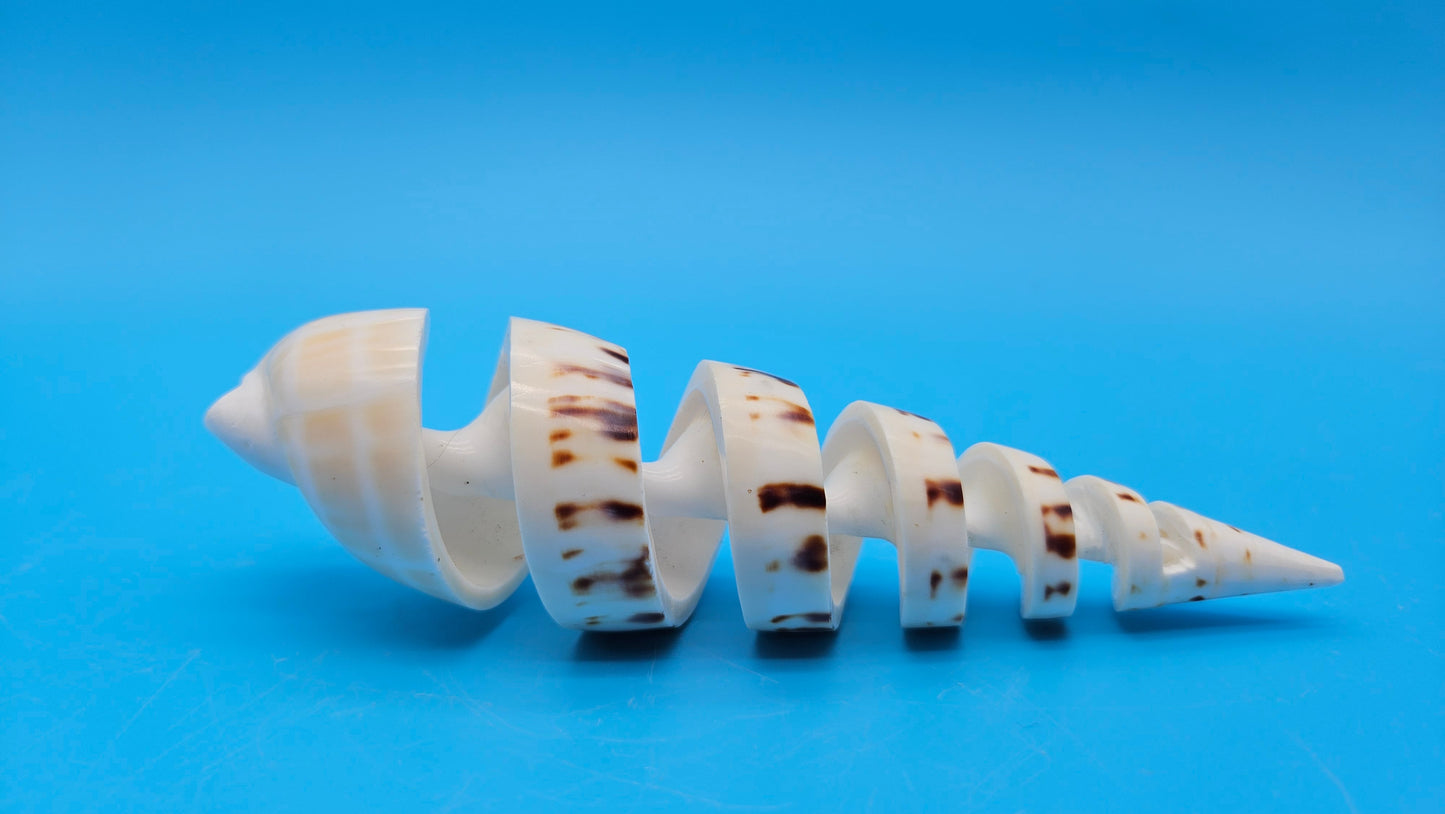 Spiral Cut Marlin Spike Display Shell (Terebra maculata) 6" – Premium Coastal Decor Specimen