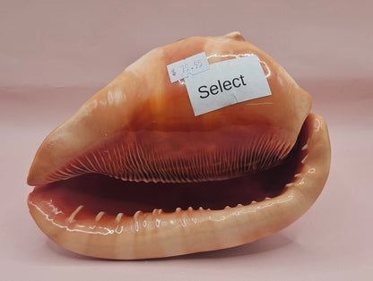 Select Bullmouth Cameo Helmet Shell 7x5x4 Display