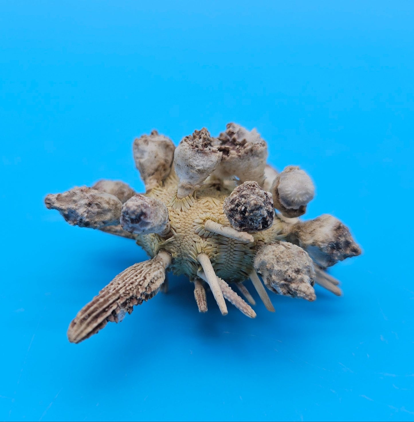 Pine Tree Urchin Display Shell – 2.8" Coastal Home Décor Piece