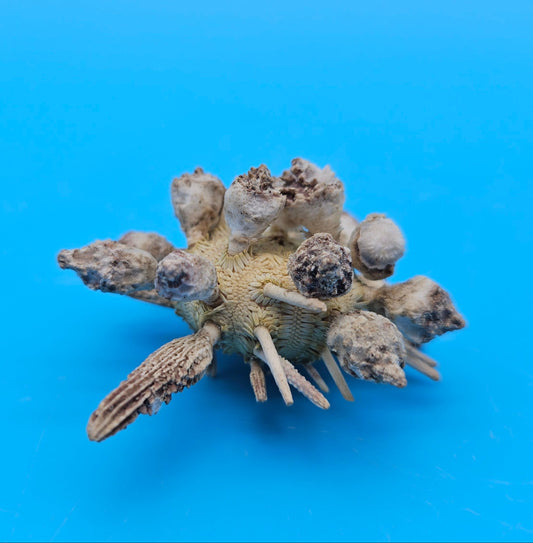Pine Tree Urchin Display Shell – 2.8" Coastal Home Décor Piece
