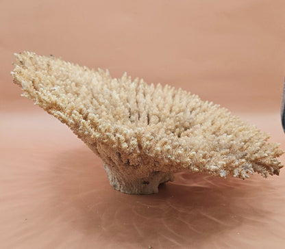 Natural Table- Special Coral 10.5"