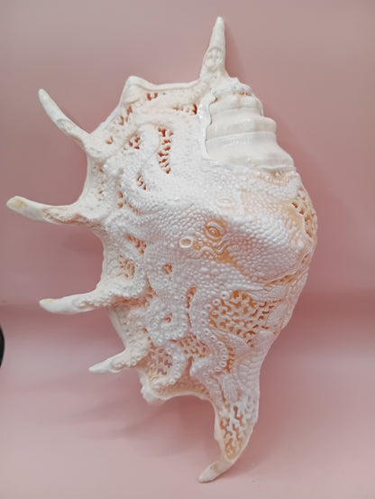 Hand-Carved Lambis Truncata Shell – Octopus Design – 9.5" Coastal Art Decor