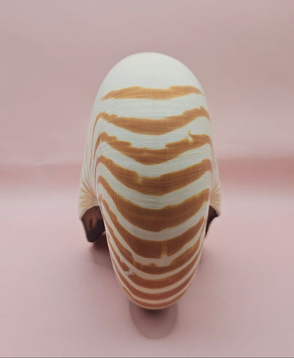Tiger Nautilus Shell – Striking Natural Ocean Decor (8")