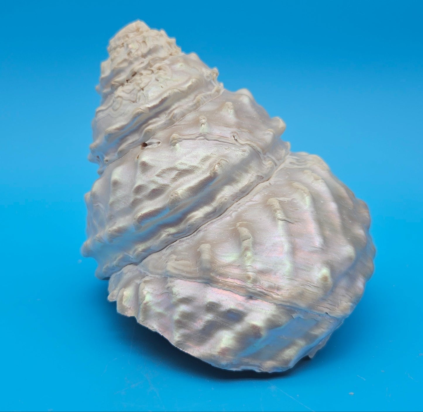 Pearled Astraea undosa Shell 4.6" Iridescent Swirl Display with Natural Texture