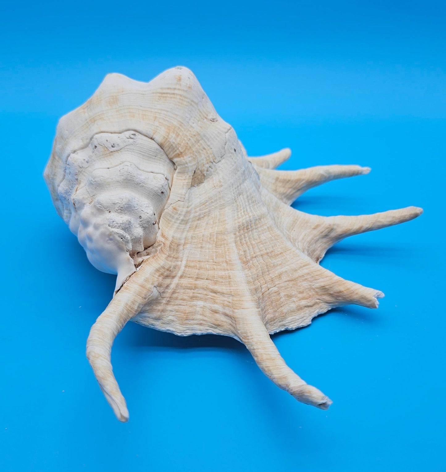 Extra Large Lambis Truncata Display Shell – Premium Coastal Home Decor Specimen (Lambis truncata)