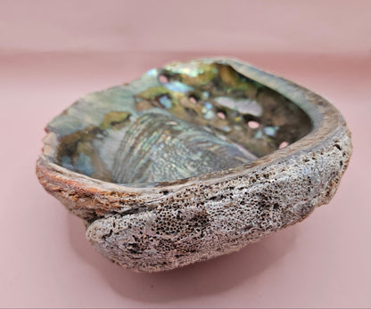 Large Red Abalone Shell – Iridescent Display Shell 8.5"