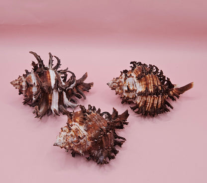 Long Spine Murex Endive Shell Trio – Natural Brown Coastal Display Shells