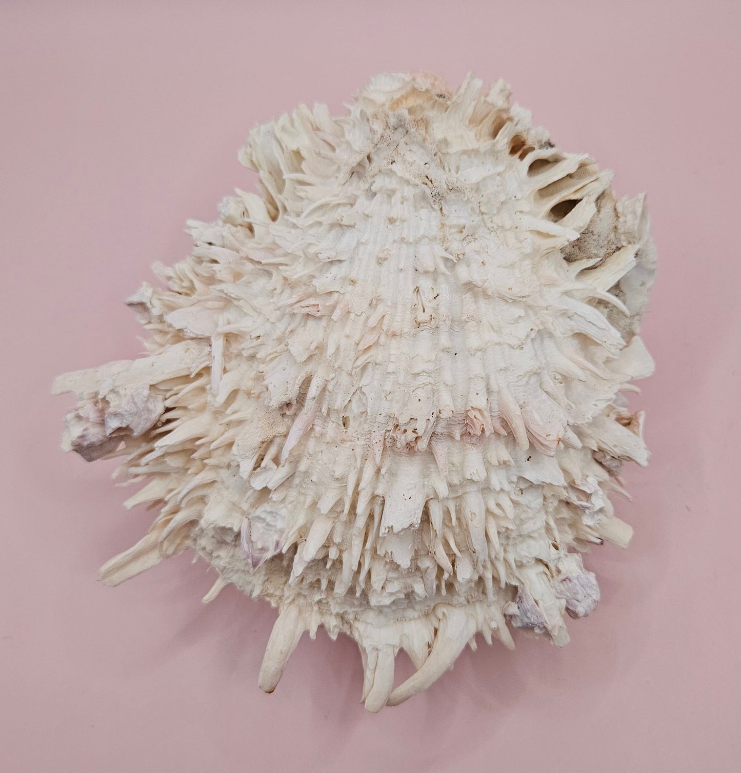 Spiky Spondylus Shell 5.5” with Barnacles  Coastal Decor Textured White Sea Shell Display