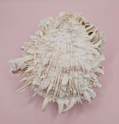 Spiky Spondylus Shell 5.5” with Barnacles  Coastal Decor Textured White Sea Shell Display