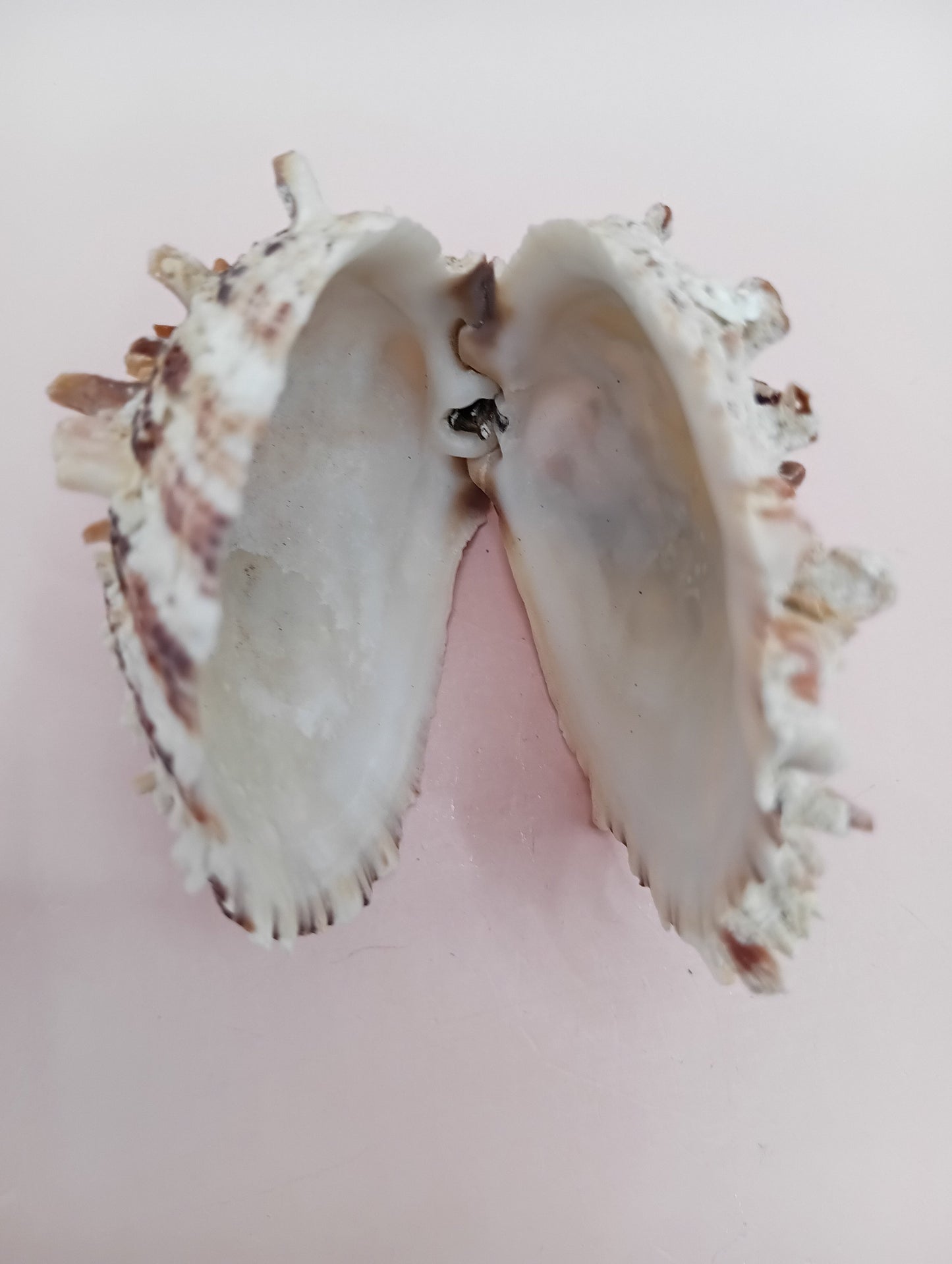 Natural Hinged Spondylus Shell – 3.0" x 2.3" – Spiny Display Shell