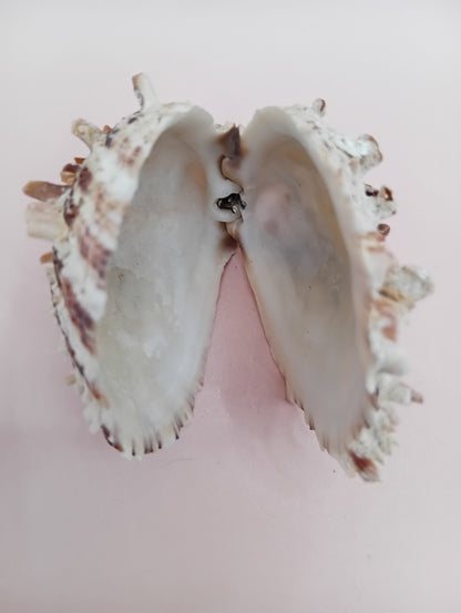 Natural Hinged Spondylus Shell – 3.0" x 2.3" – Spiny Display Shell
