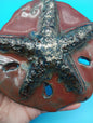 Ceramic Handmade Sand Dollar Wall Art – 5.5"