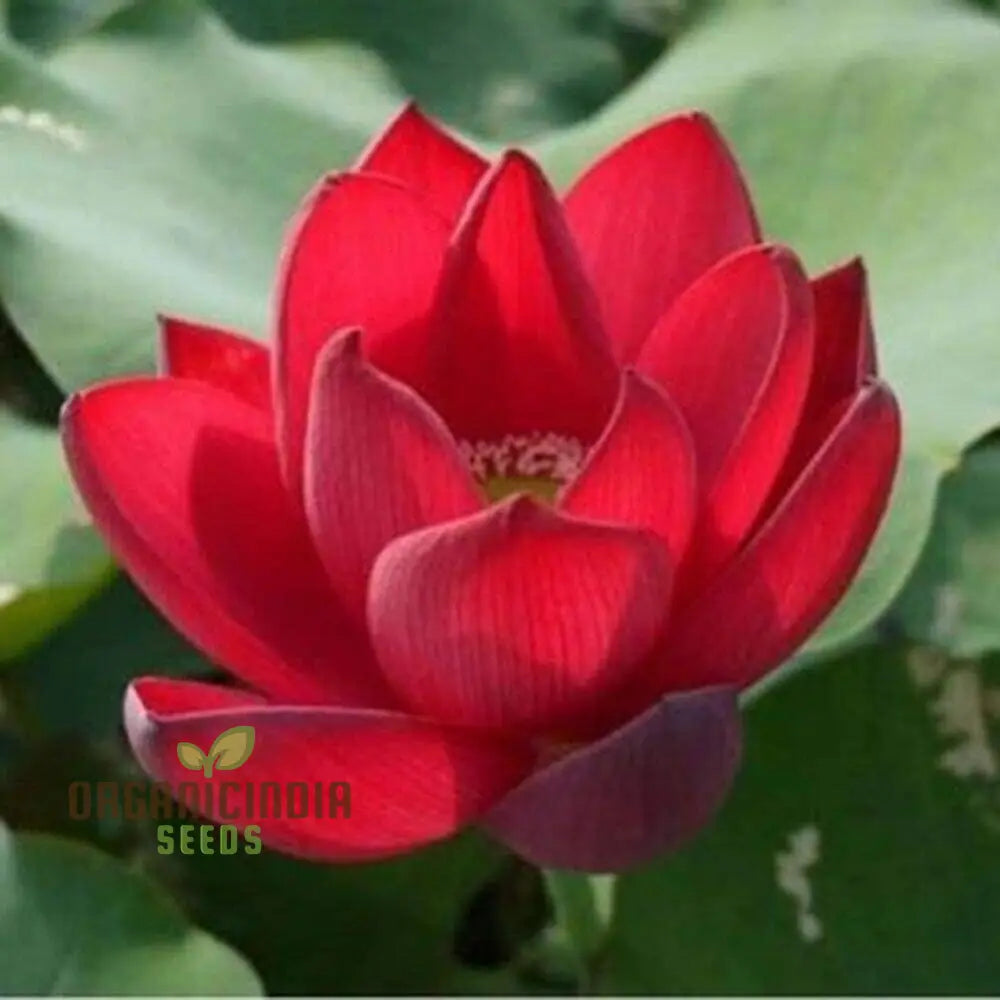 Red Rose Lotus Flower Seeds for planting Stunning Garden Blooms