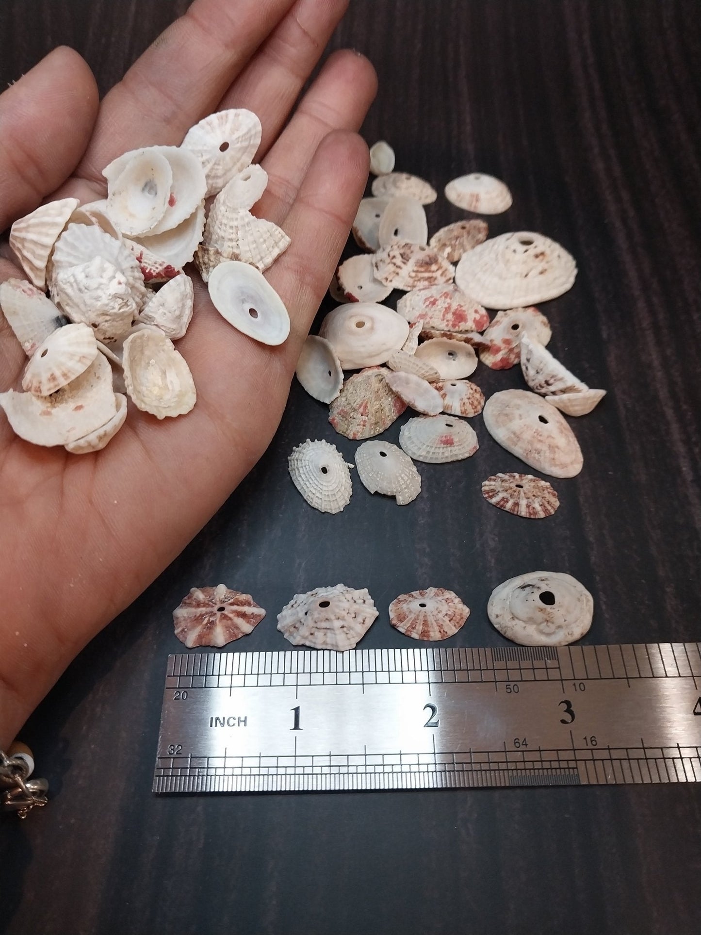 Rosy Keyhole Limpet Mix BULK