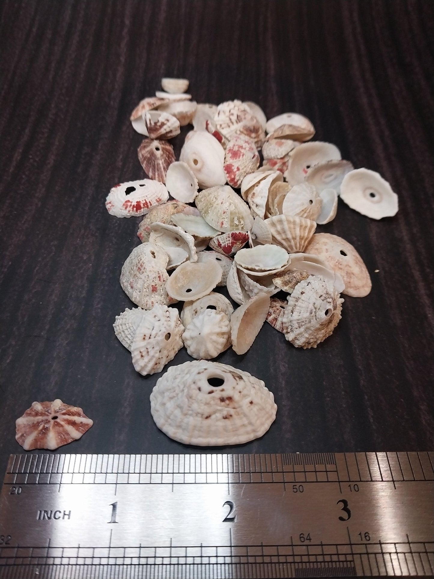 Rosy Keyhole Limpet Mix