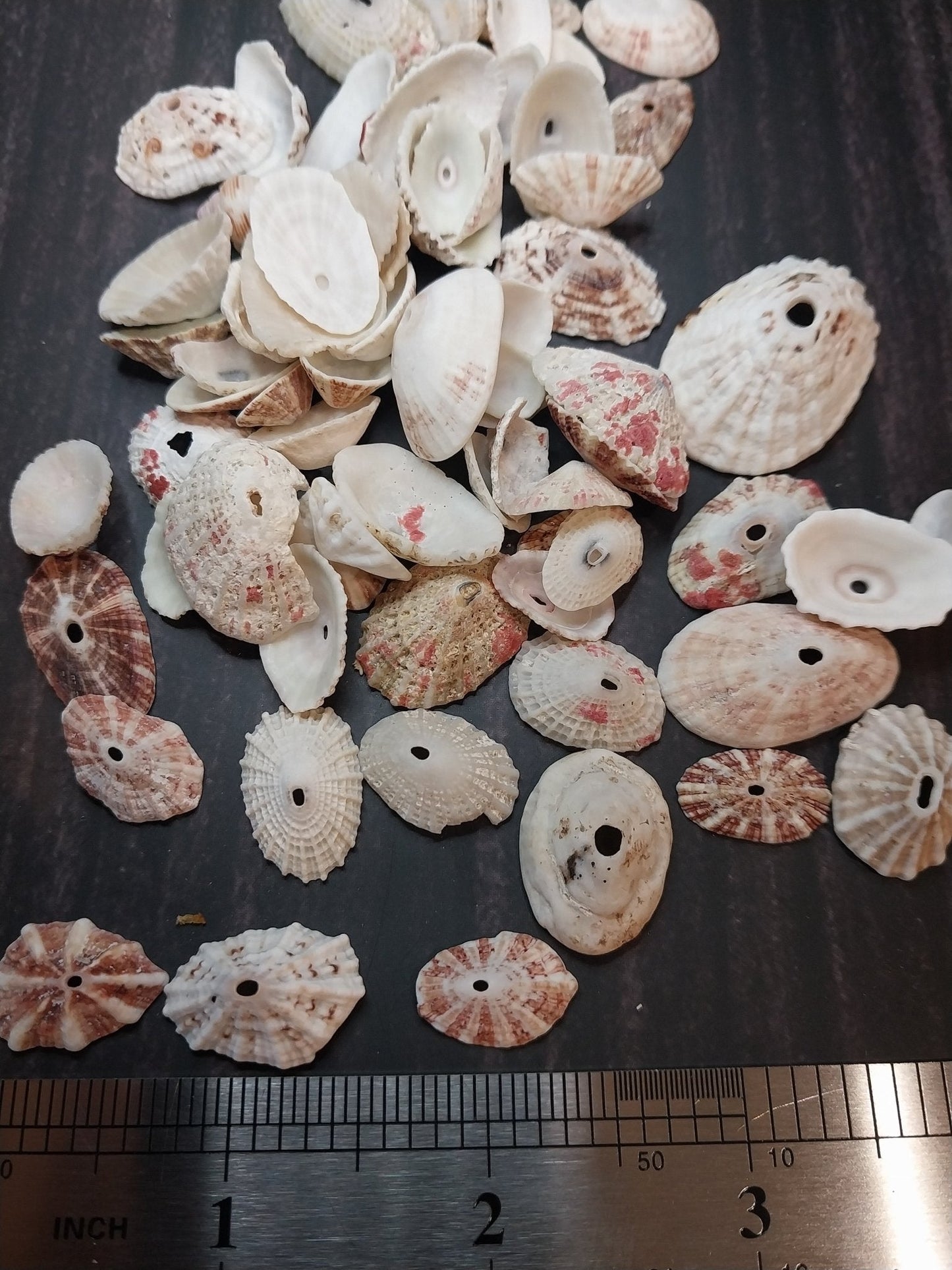 Rosy Keyhole Limpet Mix