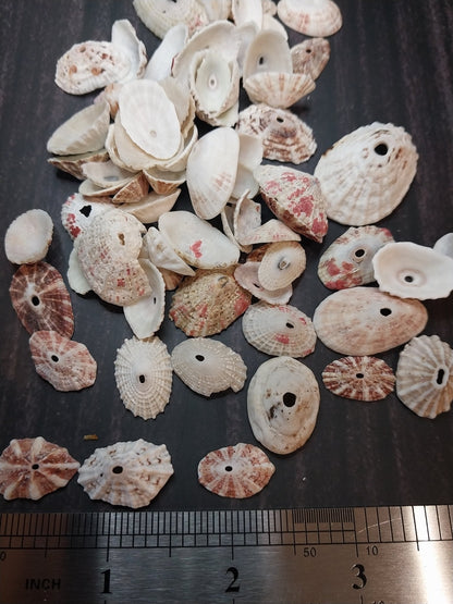 Rosy Keyhole Limpet Mix