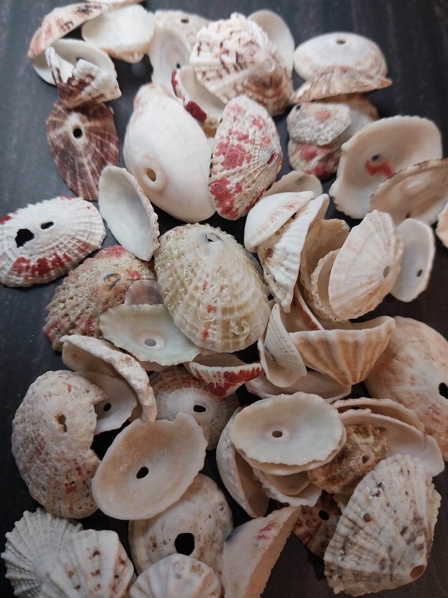 Rosy Keyhole Limpet Mix