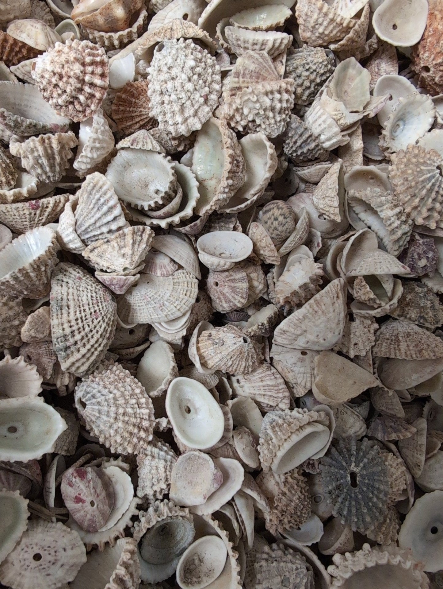 Rosy Keyhole Limpet Mix