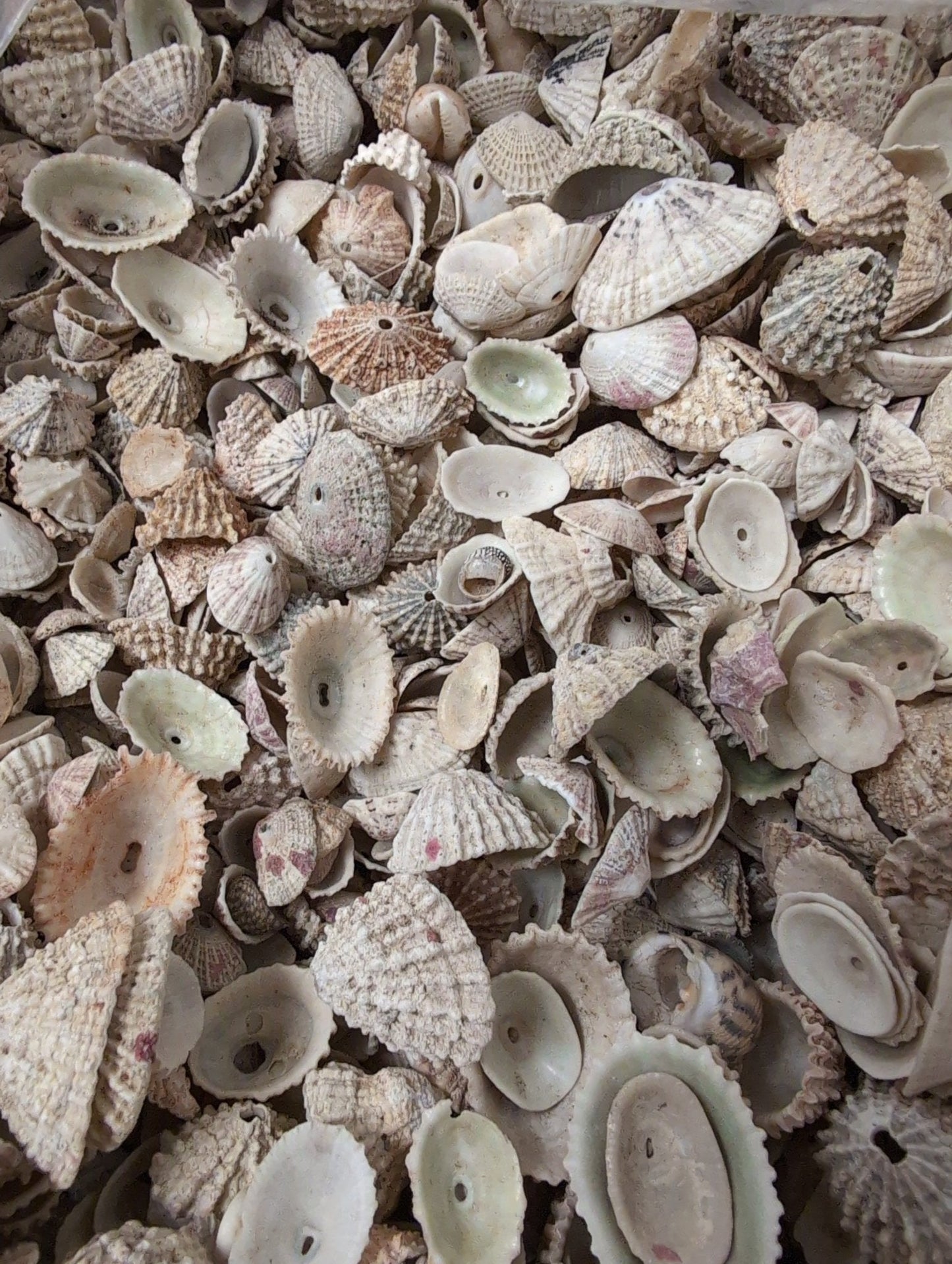 Rosy Keyhole Limpet Mix BULK