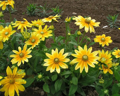 Rudbeckia Prairie Sunflower Seeds for Planting- Grow Bright and Cheerful Prairie Sun Rudbeckia Flowers in Your Garden