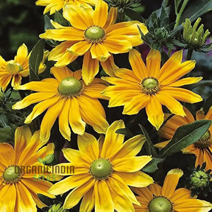Rudbeckia Prairie Sunflower Seeds for Planting- Grow Bright and Cheerful Prairie Sun Rudbeckia Flowers in Your Garden
