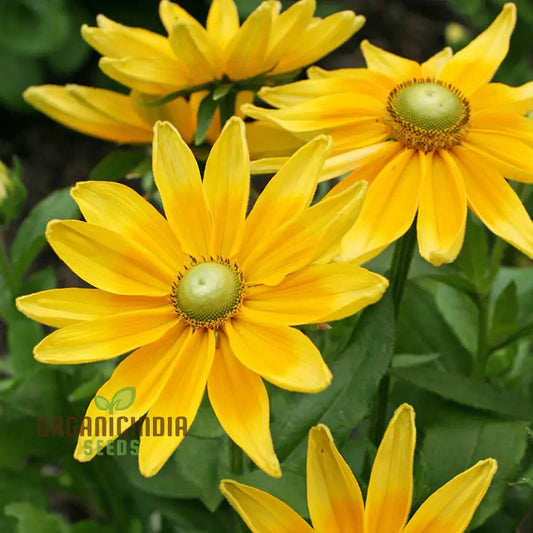 Rudbeckia Prairie Sunflower Seeds for Planting- Grow Bright and Cheerful Prairie Sun Rudbeckia Flowers in Your Garden