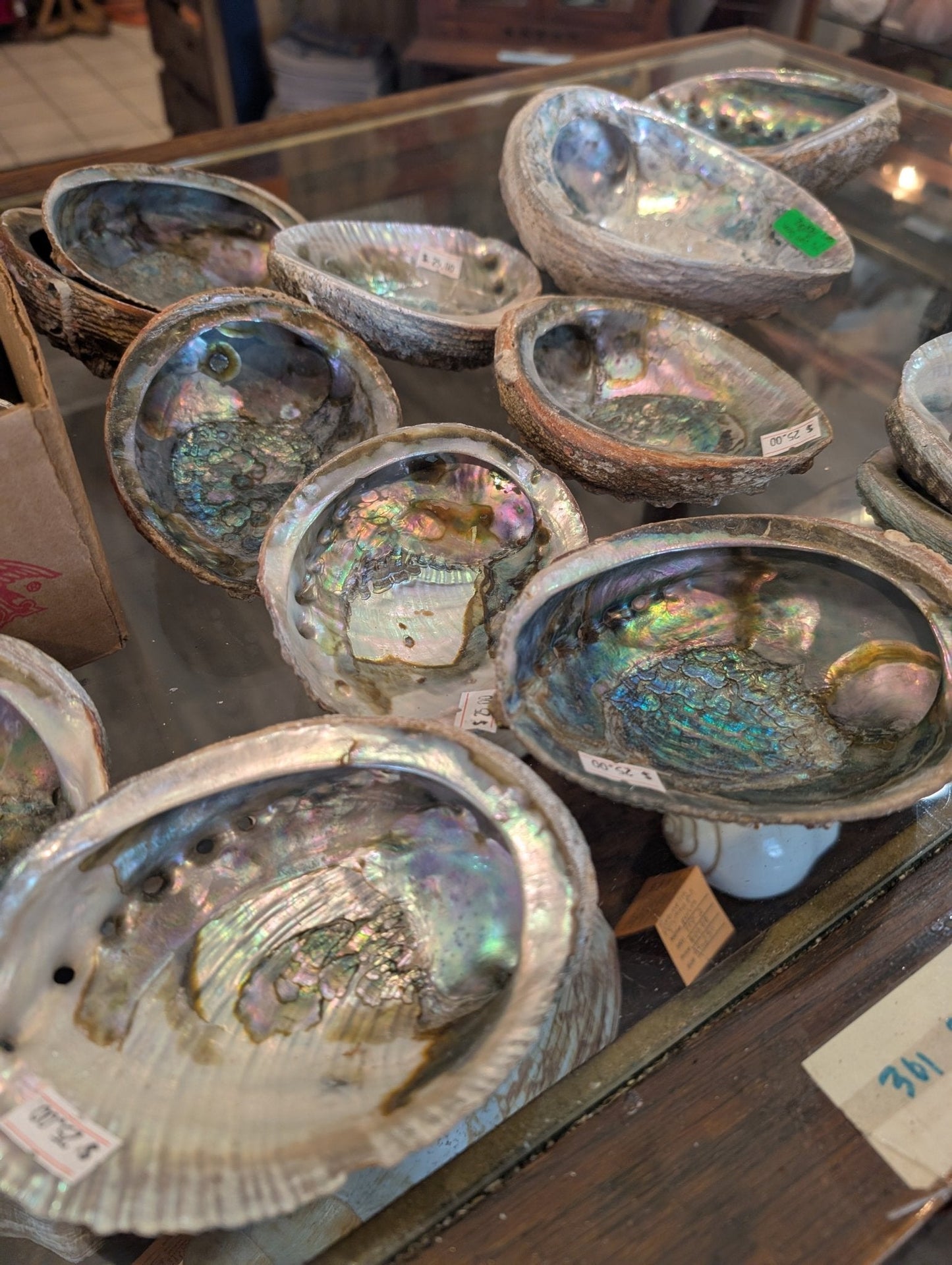 Rust Back Light Green Abalone Shell - Haliotis Fulgens