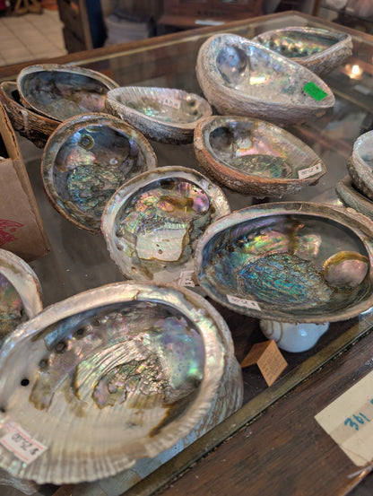 Rust Back Light Green Abalone Shell - Haliotis Fulgens