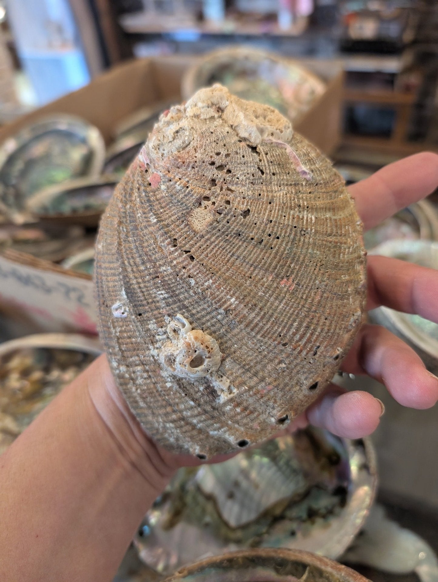 Rust Back Light Green Abalone Shell - Haliotis Fulgens