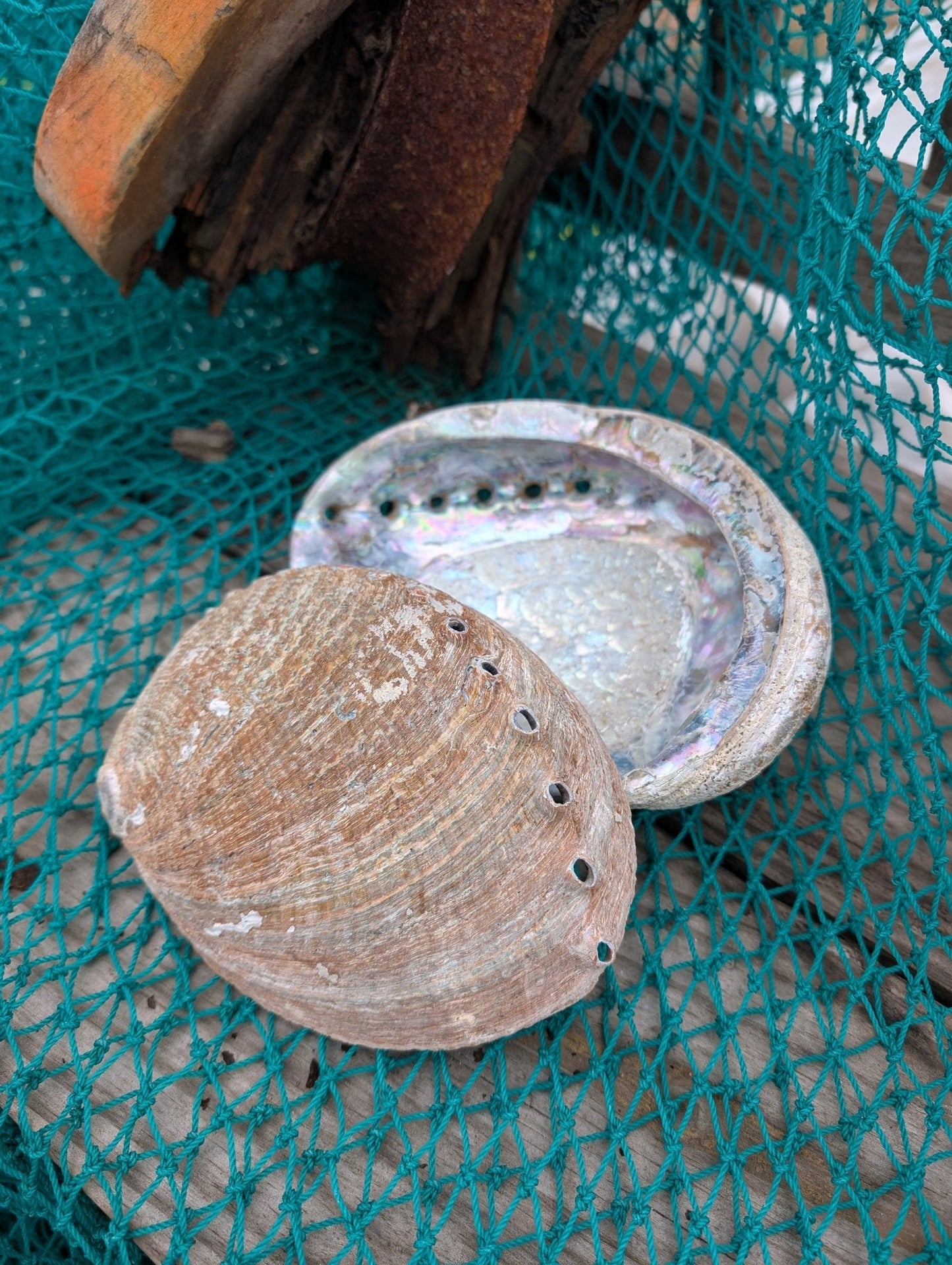 Rust Back Light Green Abalone Shell - Haliotis Fulgens